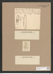 Navicula viridis var. commutata Grun. (de-Toni-Nr.: Genus 1, Species 7) Zeichnungen Sammlung Grunow Nr. 25 (NHMW-BOT-W0366210)